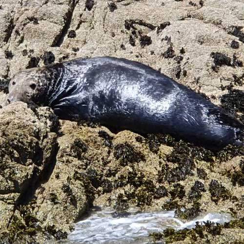 Seal On Ramsey Island