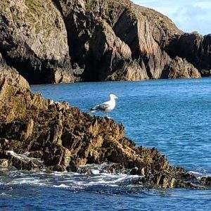 Sea Gull On Rocks In Ramsey Island